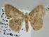  ( - BC ZSM Lep 109139)  @11 [ ] CreativeCommons - Attribution Non-Commercial Share-Alike (2020) SNSB, Staatliche Naturwissenschaftliche Sammlungen Bayerns ZSM (SNSB, Zoologische Staatssammlung Muenchen)
