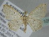 ( - BC ZSM Lep 109141)  @11 [ ] CreativeCommons - Attribution Non-Commercial Share-Alike (2020) SNSB, Staatliche Naturwissenschaftliche Sammlungen Bayerns ZSM (SNSB, Zoologische Staatssammlung Muenchen)