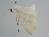  ( - BC ZSM Lep 109150)  @11 [ ] CreativeCommons - Attribution Non-Commercial Share-Alike (2020) SNSB, Staatliche Naturwissenschaftliche Sammlungen Bayerns ZSM (SNSB, Zoologische Staatssammlung Muenchen)
