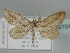 (Zygophyxia retracta - BC ZSM Lep 109154)  @11 [ ] CreativeCommons - Attribution Non-Commercial Share-Alike (2020) SNSB, Staatliche Naturwissenschaftliche Sammlungen Bayerns ZSM (SNSB, Zoologische Staatssammlung Muenchen)