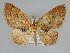  ( - BC ZSM Lep 109196)  @11 [ ] CreativeCommons - Attribution Non-Commercial Share-Alike (2020) SNSB, Staatliche Naturwissenschaftliche Sammlungen Bayerns ZSM (SNSB, Zoologische Staatssammlung Muenchen)