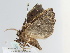  ( - BC ZSM Lep 109212)  @11 [ ] CreativeCommons - Attribution Non-Commercial Share-Alike (2020) SNSB, Staatliche Naturwissenschaftliche Sammlungen Bayerns ZSM (SNSB, Zoologische Staatssammlung Muenchen)