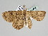  ( - BC ZSM Lep 109300)  @11 [ ] CreativeCommons - Attribution Non-Commercial Share-Alike (2020) SNSB, Staatliche Naturwissenschaftliche Sammlungen Bayerns ZSM (SNSB, Zoologische Staatssammlung Muenchen)