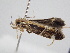  ( - BC ZSM Lep 109542)  @11 [ ] CreativeCommons - Attribution Non-Commercial Share-Alike (2020) SNSB, Staatliche Naturwissenschaftliche Sammlungen Bayerns ZSM (SNSB, Zoologische Staatssammlung Muenchen)