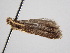 ( - BC ZSM Lep 109545)  @11 [ ] CreativeCommons - Attribution Non-Commercial Share-Alike (2020) SNSB, Staatliche Naturwissenschaftliche Sammlungen Bayerns ZSM (SNSB, Zoologische Staatssammlung Muenchen)