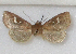  (Phragmatiphila parenzani - BC ZSM Lep 109599)  @11 [ ] CreativeCommons - Attribution Non-Commercial Share-Alike (2020) SNSB, Staatliche Naturwissenschaftliche Sammlungen Bayerns ZSM (SNSB, Zoologische Staatssammlung Muenchen)