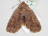  ( - BC ZSM Lep 109655)  @13 [ ] CreativeCommons - Attribution Non-Commercial Share-Alike (2020) SNSB, Staatliche Naturwissenschaftliche Sammlungen Bayerns ZSM (SNSB, Zoologische Staatssammlung Muenchen)