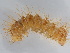  ( - BC ZSM Lep 109686)  @11 [ ] CreativeCommons - Attribution Non-Commercial Share-Alike (2020) SNSB, Staatliche Naturwissenschaftliche Sammlungen Bayerns ZSM (SNSB, Zoologische Staatssammlung Muenchen)