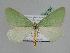  (Rhadinomphax BOLD:AEE9879 - BC ZSM Lep 109796)  @11 [ ] CreativeCommons - Attribution Non-Commercial Share-Alike (2020) SNSB, Staatliche Naturwissenschaftliche Sammlungen Bayerns ZSM (SNSB, Zoologische Staatssammlung Muenchen)