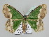  ( - BC ZSM Lep 109802)  @11 [ ] CreativeCommons - Attribution Non-Commercial Share-Alike (2020) SNSB, Staatliche Naturwissenschaftliche Sammlungen Bayerns ZSM (SNSB, Zoologische Staatssammlung Muenchen)