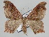  ( - BC ZSM Lep 109819)  @11 [ ] CreativeCommons - Attribution Non-Commercial Share-Alike (2020) SNSB, Staatliche Naturwissenschaftliche Sammlungen Bayerns ZSM (SNSB, Zoologische Staatssammlung Muenchen)