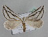  (Conchylia BOLD:AEE4780 - BC ZSM Lep 109823)  @11 [ ] CreativeCommons - Attribution Non-Commercial Share-Alike (2020) SNSB, Staatliche Naturwissenschaftliche Sammlungen Bayerns ZSM (SNSB, Zoologische Staatssammlung Muenchen)