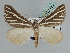  ( - BC ZSM Lep 109851)  @11 [ ] CreativeCommons - Attribution Non-Commercial Share-Alike (2020) SNSB, Staatliche Naturwissenschaftliche Sammlungen Bayerns ZSM (SNSB, Zoologische Staatssammlung Muenchen)