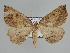  ( - BC ZSM Lep 109854)  @11 [ ] CreativeCommons - Attribution Non-Commercial Share-Alike (2020) SNSB, Staatliche Naturwissenschaftliche Sammlungen Bayerns ZSM (SNSB, Zoologische Staatssammlung Muenchen)