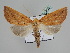  ( - BC ZSM Lep 109858)  @11 [ ] CreativeCommons - Attribution Non-Commercial Share-Alike (2020) SNSB, Staatliche Naturwissenschaftliche Sammlungen Bayerns ZSM (SNSB, Zoologische Staatssammlung Muenchen)