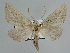  ( - BC ZSM Lep 109862)  @11 [ ] CreativeCommons - Attribution Non-Commercial Share-Alike (2020) SNSB, Staatliche Naturwissenschaftliche Sammlungen Bayerns ZSM (SNSB, Zoologische Staatssammlung Muenchen)