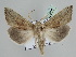  ( - BC ZSM Lep 109868)  @11 [ ] CreativeCommons - Attribution Non-Commercial Share-Alike (2020) SNSB, Staatliche Naturwissenschaftliche Sammlungen Bayerns ZSM (SNSB, Zoologische Staatssammlung Muenchen)