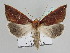  ( - BC ZSM Lep 109869)  @11 [ ] CreativeCommons - Attribution Non-Commercial Share-Alike (2020) SNSB, Staatliche Naturwissenschaftliche Sammlungen Bayerns ZSM (SNSB, Zoologische Staatssammlung Muenchen)