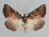  ( - BC ZSM Lep 109875)  @11 [ ] CreativeCommons - Attribution Non-Commercial Share-Alike (2020) SNSB, Staatliche Naturwissenschaftliche Sammlungen Bayerns ZSM (SNSB, Zoologische Staatssammlung Muenchen)