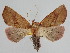  ( - BC ZSM Lep 109876)  @11 [ ] CreativeCommons - Attribution Non-Commercial Share-Alike (2020) SNSB, Staatliche Naturwissenschaftliche Sammlungen Bayerns ZSM (SNSB, Zoologische Staatssammlung Muenchen)