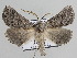  ( - BC ZSM Lep 109895)  @11 [ ] CreativeCommons - Attribution Non-Commercial Share-Alike (2020) SNSB, Staatliche Naturwissenschaftliche Sammlungen Bayerns ZSM (SNSB, Zoologische Staatssammlung Muenchen)