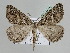  ( - BC ZSM Lep 109907)  @11 [ ] CreativeCommons - Attribution Non-Commercial Share-Alike (2020) SNSB, Staatliche Naturwissenschaftliche Sammlungen Bayerns ZSM (SNSB, Zoologische Staatssammlung Muenchen)