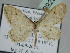 (Idaea BOLD:AEE8079 - BC ZSM Lep 109925)  @11 [ ] CreativeCommons - Attribution Non-Commercial Share-Alike (2020) SNSB, Staatliche Naturwissenschaftliche Sammlungen Bayerns ZSM (SNSB, Zoologische Staatssammlung Muenchen)