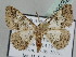  ( - BC ZSM Lep 109932)  @11 [ ] CreativeCommons - Attribution Non-Commercial Share-Alike (2020) SNSB, Staatliche Naturwissenschaftliche Sammlungen Bayerns ZSM (SNSB, Zoologische Staatssammlung Muenchen)
