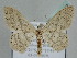  ( - BC ZSM Lep 109948)  @11 [ ] CreativeCommons - Attribution Non-Commercial Share-Alike (2020) SNSB, Staatliche Naturwissenschaftliche Sammlungen Bayerns ZSM (SNSB, Zoologische Staatssammlung Muenchen)