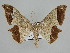  ( - BC ZSM Lep 109959)  @11 [ ] CreativeCommons - Attribution Non-Commercial Share-Alike (2020) SNSB, Staatliche Naturwissenschaftliche Sammlungen Bayerns ZSM (SNSB, Zoologische Staatssammlung Muenchen)