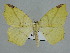  ( - BC ZSM Lep 109960)  @11 [ ] CreativeCommons - Attribution Non-Commercial Share-Alike (2020) SNSB, Staatliche Naturwissenschaftliche Sammlungen Bayerns ZSM (SNSB, Zoologische Staatssammlung Muenchen)