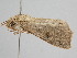  ( - BC ZSM Lep 110463)  @12 [ ] CreativeCommons - Attribution Non-Commercial Share-Alike (2020) SNSB, Staatliche Naturwissenschaftliche Sammlungen Bayerns ZSM (SNSB, Zoologische Staatssammlung Muenchen)