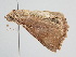  ( - BC ZSM Lep 110467)  @12 [ ] CreativeCommons - Attribution Non-Commercial Share-Alike (2020) SNSB, Staatliche Naturwissenschaftliche Sammlungen Bayerns ZSM (SNSB, Zoologische Staatssammlung Muenchen)