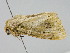  ( - BC ZSM Lep 110501)  @11 [ ] CreativeCommons - Attribution Non-Commercial Share-Alike (2020) SNSB, Staatliche Naturwissenschaftliche Sammlungen Bayerns ZSM (SNSB, Zoologische Staatssammlung Muenchen)