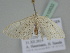  ( - BC ZSM Lep 110532)  @11 [ ] CreativeCommons - Attribution Non-Commercial Share-Alike (2020) SNSB, Staatliche Naturwissenschaftliche Sammlungen Bayerns ZSM (SNSB, Zoologische Staatssammlung Muenchen)