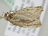  ( - BC ZSM Lep 110599)  @11 [ ] CreativeCommons - Attribution Non-Commercial Share-Alike (2020) SNSB, Staatliche Naturwissenschaftliche Sammlungen Bayerns ZSM (SNSB, Zoologische Staatssammlung Muenchen)