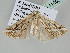  ( - BC ZSM Lep 110631)  @11 [ ] CreativeCommons - Attribution Non-Commercial Share-Alike (2020) SNSB, Staatliche Naturwissenschaftliche Sammlungen Bayerns ZSM (SNSB, Zoologische Staatssammlung Muenchen)