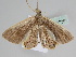  ( - BC ZSM Lep 108739)  @11 [ ] CreativeCommons - Attribution Non-Commercial Share-Alike (2020) SNSB, Staatliche Naturwissenschaftliche Sammlungen Bayerns ZSM (SNSB, Zoologische Staatssammlung Muenchen)