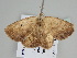  ( - BC ZSM Lep 108743)  @11 [ ] CreativeCommons - Attribution Non-Commercial Share-Alike (2020) SNSB, Staatliche Naturwissenschaftliche Sammlungen Bayerns ZSM (SNSB, Zoologische Staatssammlung Muenchen)