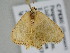  ( - BC ZSM Lep 108765)  @11 [ ] CreativeCommons - Attribution Non-Commercial Share-Alike (2020) SNSB, Staatliche Naturwissenschaftliche Sammlungen Bayerns ZSM (SNSB, Zoologische Staatssammlung Muenchen)