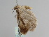  ( - BC ZSM Lep 108767)  @11 [ ] CreativeCommons - Attribution Non-Commercial Share-Alike (2020) SNSB, Staatliche Naturwissenschaftliche Sammlungen Bayerns ZSM (SNSB, Zoologische Staatssammlung Muenchen)
