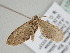  ( - BC ZSM Lep 108784)  @11 [ ] CreativeCommons - Attribution Non-Commercial Share-Alike (2020) SNSB, Staatliche Naturwissenschaftliche Sammlungen Bayerns ZSM (SNSB, Zoologische Staatssammlung Muenchen)