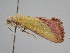  ( - BC ZSM Lep 110008)  @11 [ ] CreativeCommons - Attribution Non-Commercial Share-Alike (2020) SNSB, Staatliche Naturwissenschaftliche Sammlungen Bayerns ZSM (SNSB, Zoologische Staatssammlung Muenchen)
