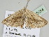  ( - BC ZSM Lep 110054)  @11 [ ] CreativeCommons - Attribution Non-Commercial Share-Alike (2020) SNSB, Staatliche Naturwissenschaftliche Sammlungen Bayerns ZSM (SNSB, Zoologische Staatssammlung Muenchen)