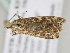  ( - BC ZSM Lep 110100)  @11 [ ] CreativeCommons - Attribution Non-Commercial Share-Alike (2020) SNSB, Staatliche Naturwissenschaftliche Sammlungen Bayerns ZSM (SNSB, Zoologische Staatssammlung Muenchen)