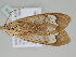  ( - BC ZSM Lep 110214)  @11 [ ] CreativeCommons - Attribution Non-Commercial Share-Alike (2020) SNSB, Staatliche Naturwissenschaftliche Sammlungen Bayerns ZSM (SNSB, Zoologische Staatssammlung Muenchen)