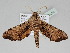  ( - BC ZSM Lep 110252)  @11 [ ] CreativeCommons - Attribution Non-Commercial Share-Alike (2020) SNSB, Staatliche Naturwissenschaftliche Sammlungen Bayerns ZSM (SNSB, Zoologische Staatssammlung Muenchen)