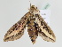  ( - BC ZSM Lep 110274)  @11 [ ] CreativeCommons - Attribution Non-Commercial Share-Alike (2020) SNSB, Staatliche Naturwissenschaftliche Sammlungen Bayerns ZSM (SNSB, Zoologische Staatssammlung Muenchen)