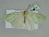  (Rhadinomphax BOLD:AEE9423 - BC ZSM Lep 110348)  @11 [ ] CreativeCommons - Attribution Non-Commercial Share-Alike (2020) SNSB, Staatliche Naturwissenschaftliche Sammlungen Bayerns ZSM (SNSB, Zoologische Staatssammlung Muenchen)