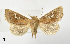  ( - BC ZSM Lep 110352)  @11 [ ] CreativeCommons - Attribution Non-Commercial Share-Alike (2020) SNSB, Staatliche Naturwissenschaftliche Sammlungen Bayerns ZSM (SNSB, Zoologische Staatssammlung Muenchen)